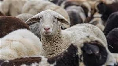  تفسير حلم شراء الخروف في المنام وعلاقته بالحصول على منفعة كبيرة 