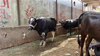 أسعار أضاحي العجول في عيد الأضحى 2024 وأسباب تفاوت أسعارها بالأسواق (فيديو وصور)