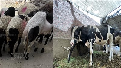 تموين الإسكندرية تستعد لعيد الأضحى المبارك 