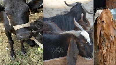  من السوق إلى خدمة الدليفري، ننشر أسعار الأضاحي في الأسواق والشوادر (فيديو وصور)