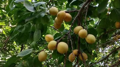 الذهب الأصفر يلمع فى حقول العمار، استمرار موسم حصاد المشمش بالقليوبية (صور )