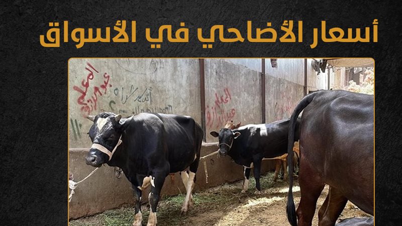 أسعار الأضاحي في