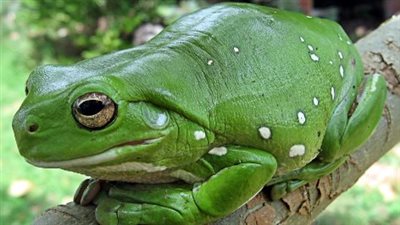  تفسير رؤية الضفدع في المنام وعلاقته بقضاء حاجات الناس 