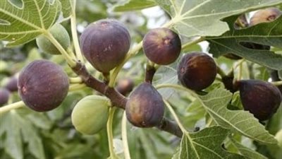  تفسير رؤية التين في المنام وعلاقتها بالثراء 