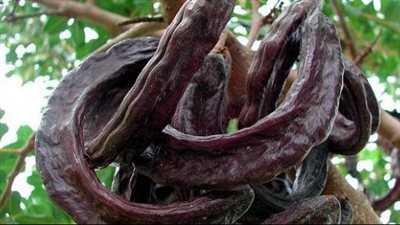 فوائد الخروب، قدميه كعصير مثلج في الطقس الحار 