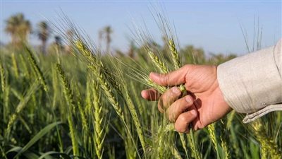 الوزراء: مصر تستهدف زراعة 3.5 مليون فدان من القمح خلال العام الحالي 