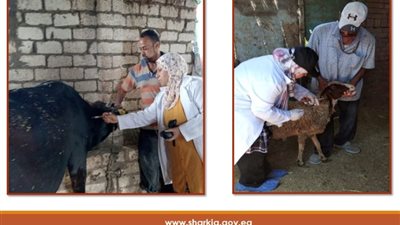 تحصين 662 ألف رأس ماشية ضد الحمى القلاعية والوادي المتصدع بالشرقية