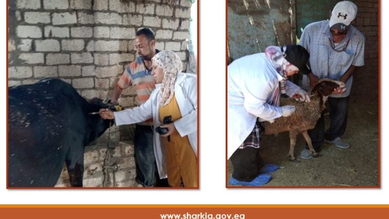 تحصين ٦٦٢ ألف ماشية