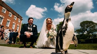 بريطاني يفاجئ عروسه بالبطاريق في ليلة الزفاف، ما القصة؟