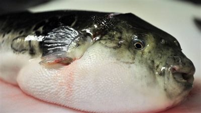 بعد تحذير المحافظات منها، ماهي سمكة الأرنب ومخاطرها على الصحة