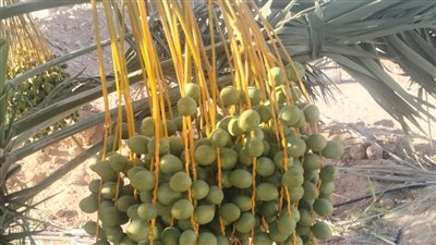 زراعة الأقصر: الري وخف إنتاج النخيل إرشادات قبل جني التمور