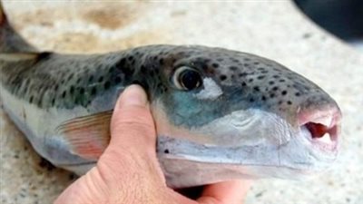 سم قاتل يهدد المصريين، تحذيرات من توزيع 