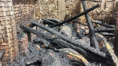 نفوق 40 رأس ماشية وأغنام في حريق هائل بأسيوط (صور) 