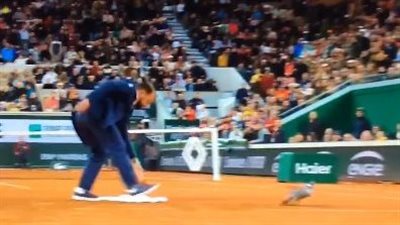 الراحمون يرحمهم الله، شاهد ماذا فعل حكم مباراة مع حمامة سقطت على أرضية الملعب (فيديو)