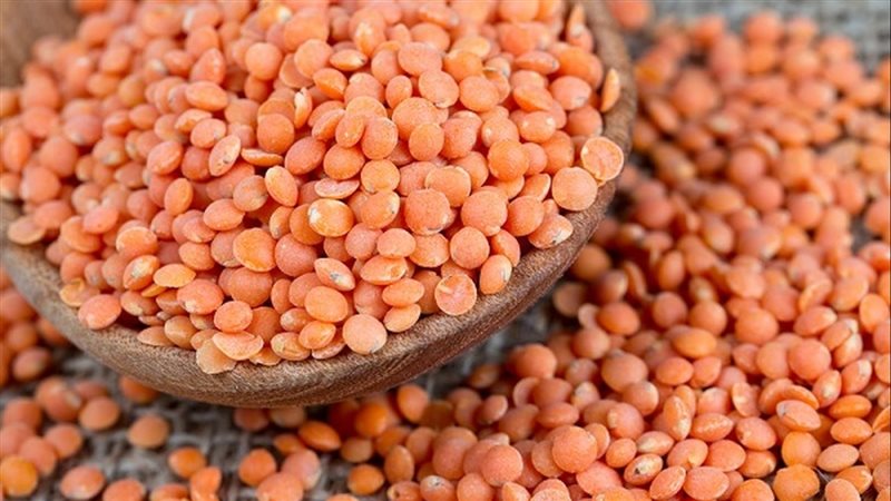 أسعار العدس اليوم،