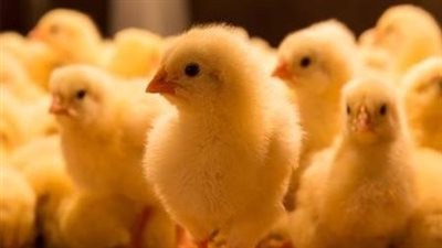 ارتفاع أسعار الكتاكيت البيضاء اليوم الأحد في الأسواق