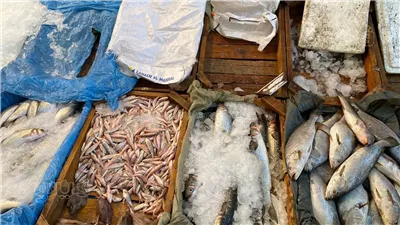 أسعار الأسماك اليوم، انخفاض البوري والكابوريا في سوق العبور