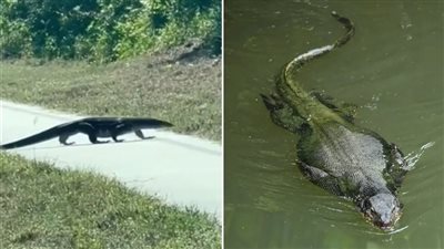 حيوان زاحف يثير الذعر في شوارع فلوريدا