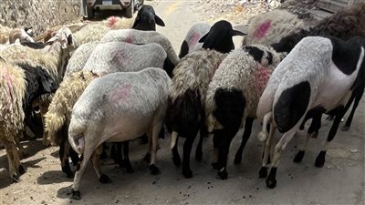  أحكام الأضحية، الأزهر للفتوى يوضح عيوب الأضاحي، تعرف عليها