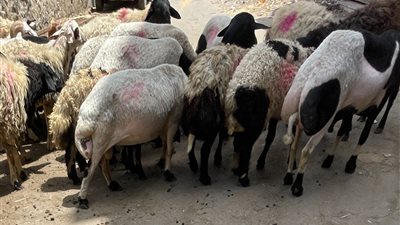 عيد الأضحى 2024، ما حكم ذبح شاة الأضحية قبل العيد؟ الإفتاء تجيب