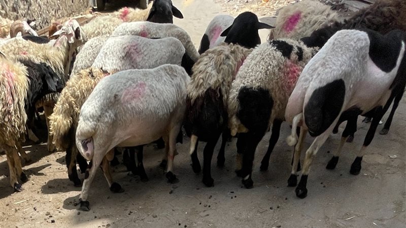 حكم ذبح شاة الأضحية