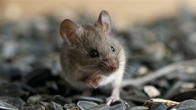 تفسير حلم عضة الفأر في المنام وعلاقته بالتعرض للظلم 