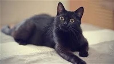 تفسير رؤية القط الأسود في المنام وعلاقته بانتهاء المشاكل والأزمات 