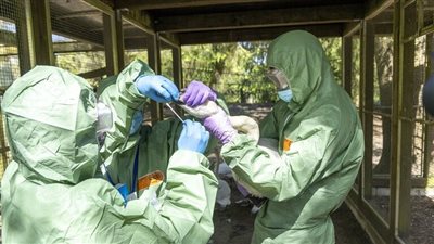 تفشي نوع جديد من إنفلونزا الطيور في أستراليا 