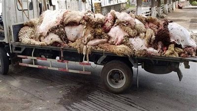 محافظ الجيزة: حظر نقل وحفظ جلود الهدى والأضاحي بدون تصريح من الطب البيطرى