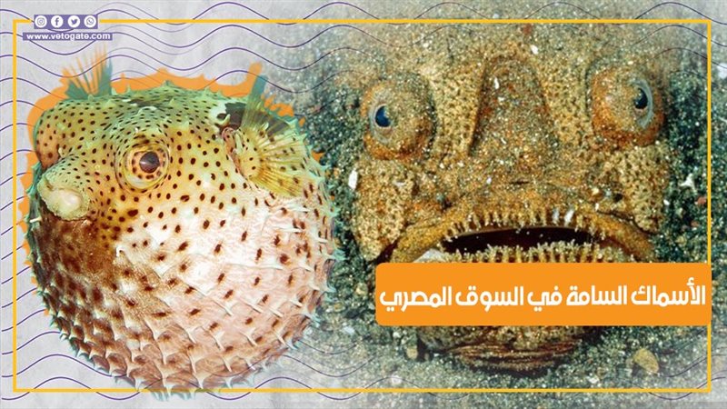 الأسماك السامة في