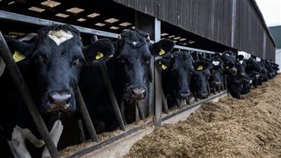 أبرزها شراء 20 ألف رأس ماشية، تفاصيل خطة التموين لاستقبال عيد الأضحى (إنفوجراف)