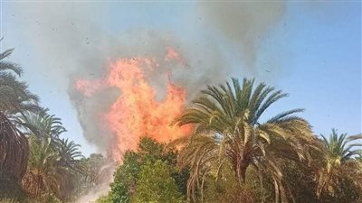 13 مصابا في حريق بمزارع نخيل عين القضا في الوادي الجديد