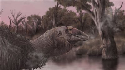 العثور على جمجمة طائر عملاق انقرض من آلاف السنين 