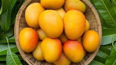 صديقة ومبروكة تعيد عرش ملكة الفواكه، أسعار المانجو بالسلاسل التجارية وسوق العبور