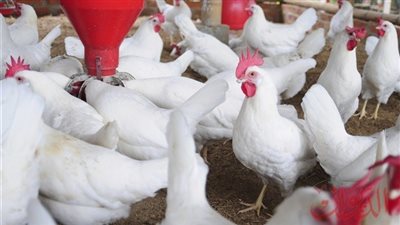 تعرف على أسعار الدواجن اليوم الخميس 6 يونيو 2024