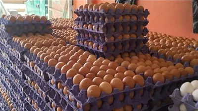 بزيادة 5 جنيهات، أسعار البيض تواصل الارتفاع في الأسواق