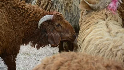 البرقي الأغلى، ننشر أسعار أضاحي الخرفان في عيد الأضحى