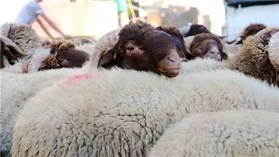 تفسير رؤية الخروف في المنام وعلاقتها بقدوم مولود يجلب البركة للأسرة 