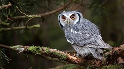 تفسير رؤية البومة في المنام وعلاقتها بحدوث مصيبة 