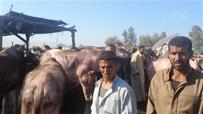 الجاموسي قايم 145 جنيها والبقري 170، جولة في سوق المواشي بالسنبلاوين (فيديو)