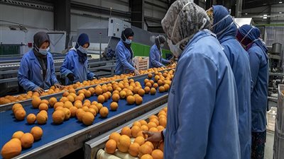 التصديري للحاصلات الزراعية: 10% نموا مستهدفا في صادرات القطاع خلال 2024/ 2025 