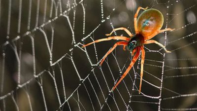 تفسير رؤية العنكبوت في المنام وعلاقتها بالغدر والخيانة