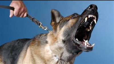  حالات تستوجب إخطار السلطات فورًا عن الحيوانات الخطرة 