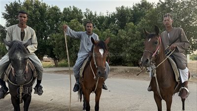 من الاصطفاف لـ فن الزانة، أصول ومهارات يتحلى بها فرسان قنا في المرماح (فيديو وصور)