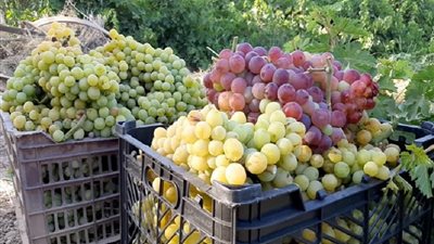 أسعار الفاكهة اليوم، العنب يسجل 30 جنيهًا في سوق العبور