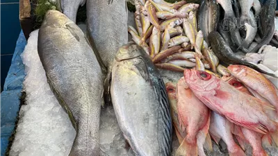 أسعار الأسماك في سوق العبور اليوم الجمعة 7 يونيو 2024