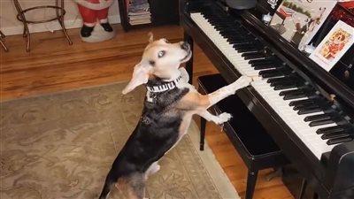 حالة حزن على رحيل الكلب 