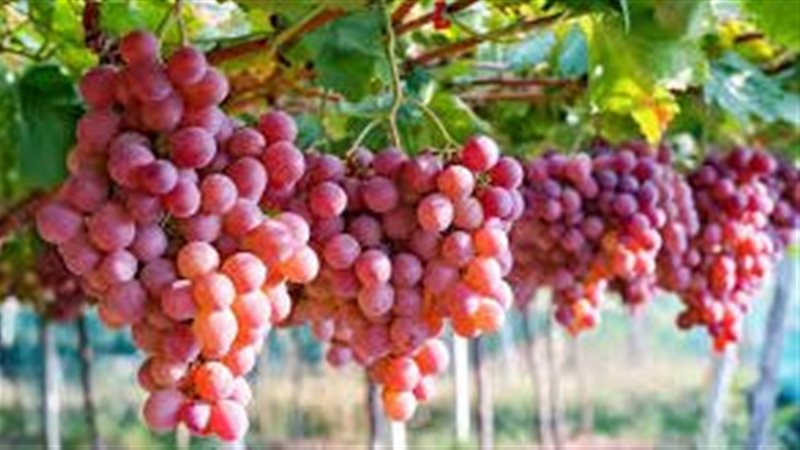 العنب الاحمر