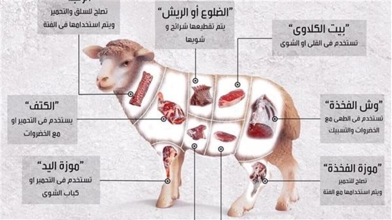 قطعيات الخروف