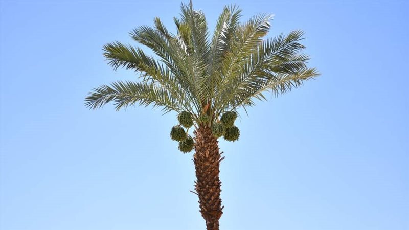 نخيل قنا، فيتو